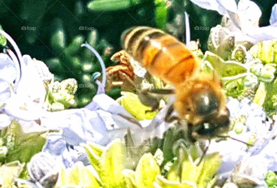 Bees in the Rosemary