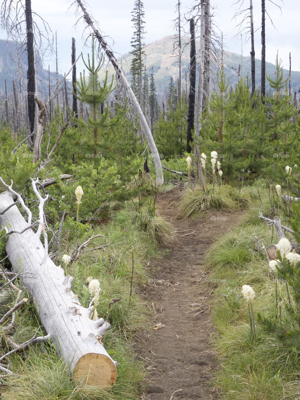 The Pacific Crest Trail near Oregon’s Santiam Pass winds through wild grasses and a forest of dead trees from a major forest fire on a stormy summer day. 