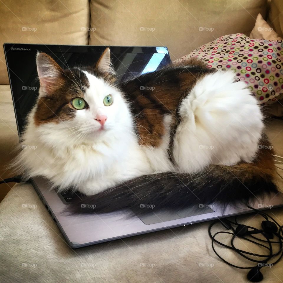 This is how you use a laptop!. Luna the cat thinks its her turn on the laptop.