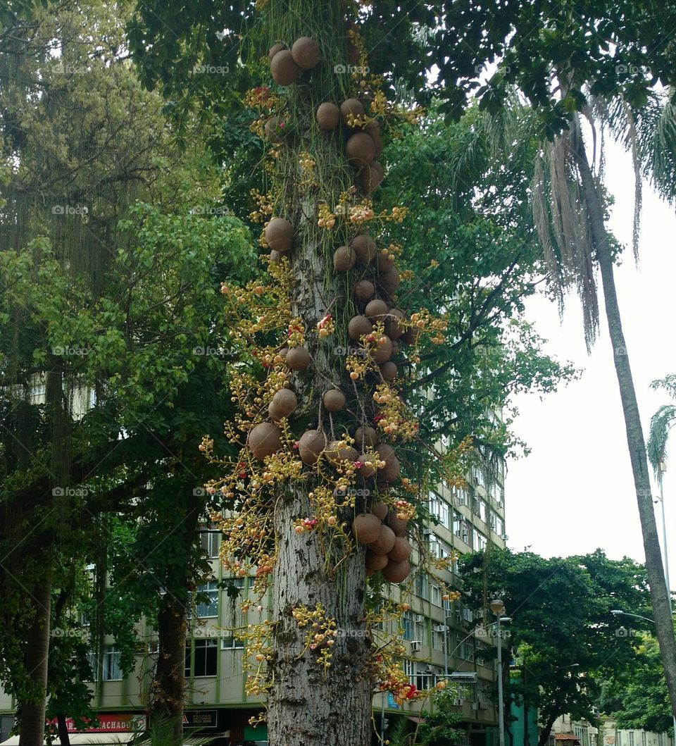 tree, coco and flowers