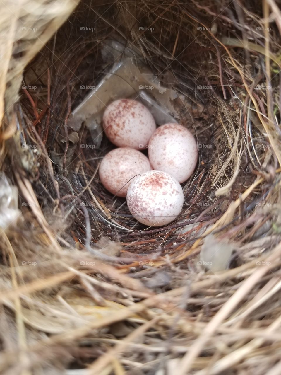 wild bird eggs