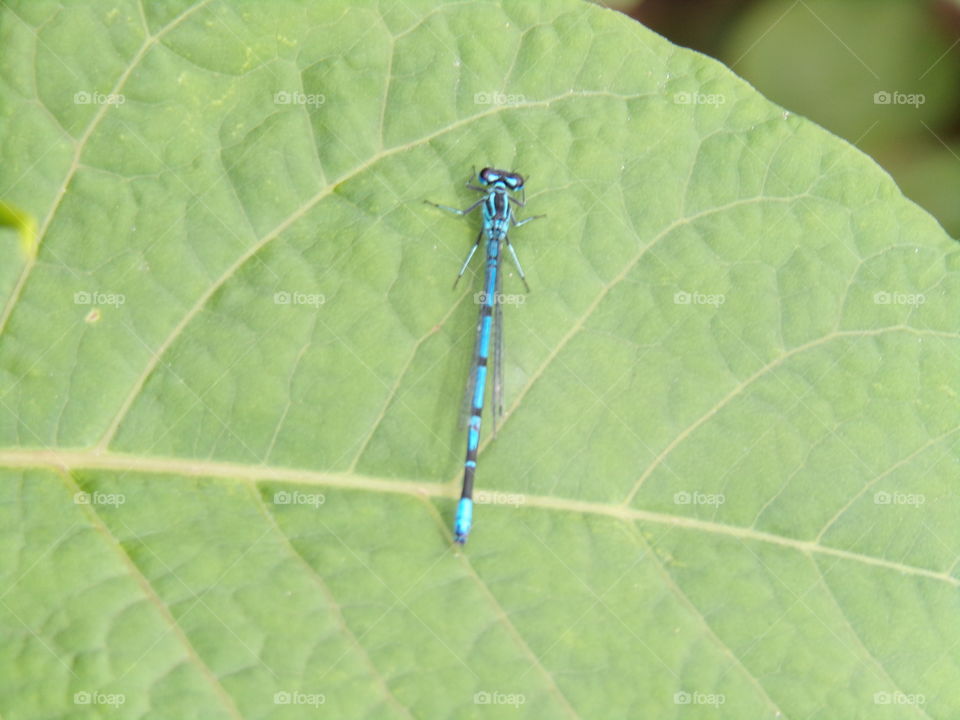 Libelle auf einem Blatt