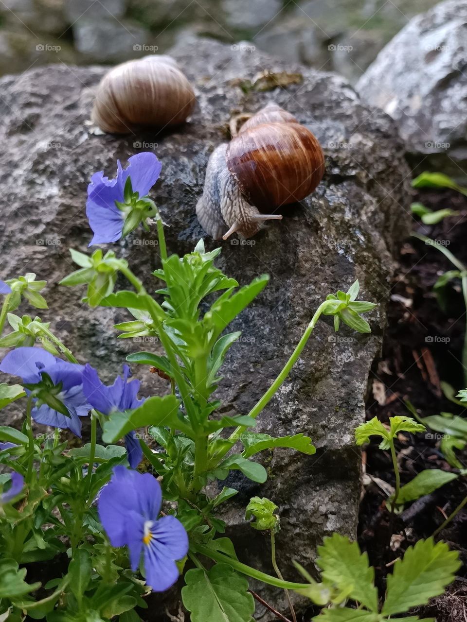 Snail wants to eat pansies