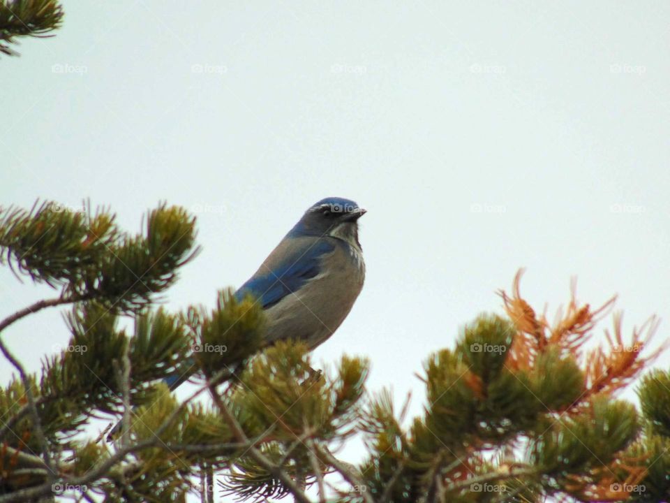 Blue Scrub Jay atop a tree. 