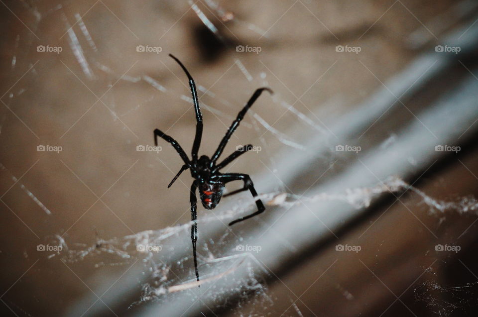 Spider, Insect, Arachnid, Invertebrate, Spiderweb