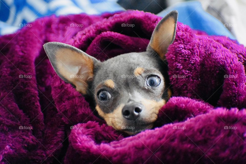 Puppy blanket