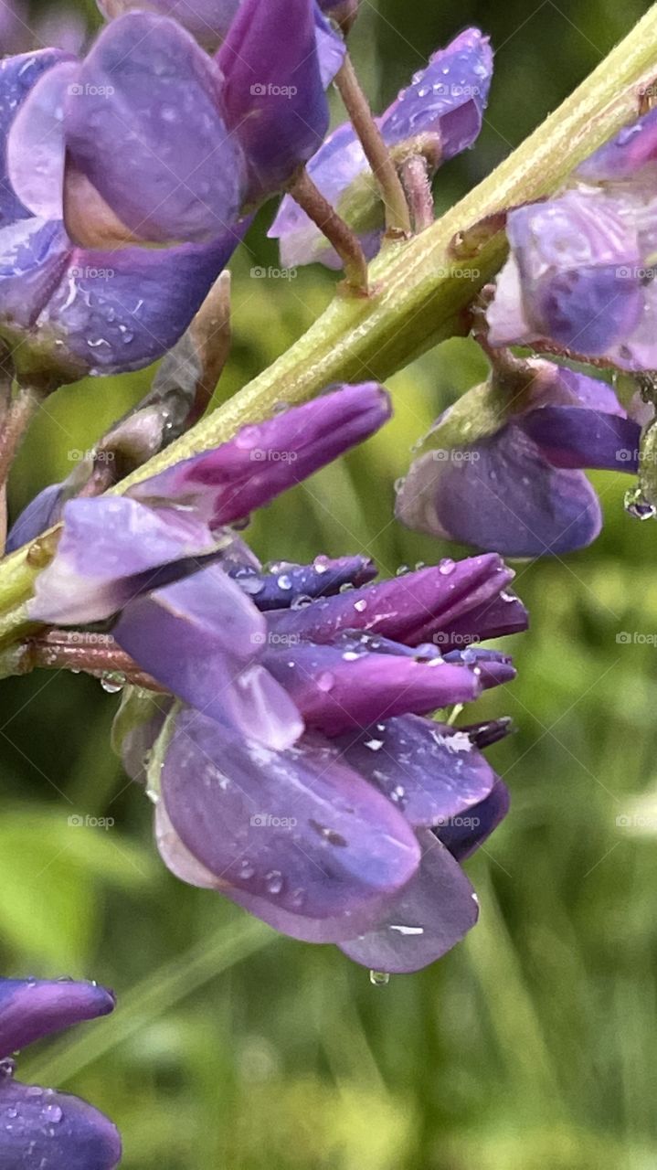lilac flower after rain