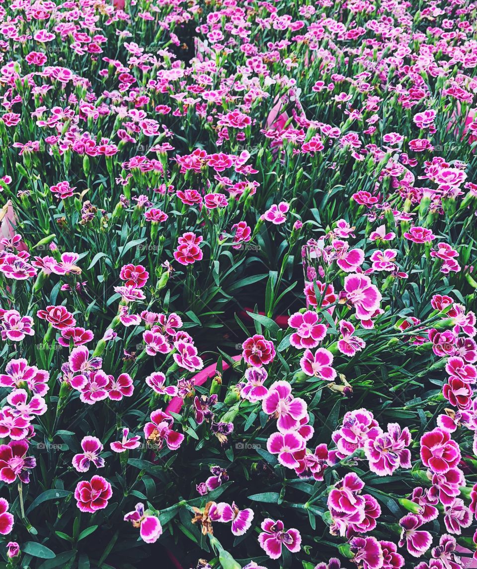 Many bright pink flowers 