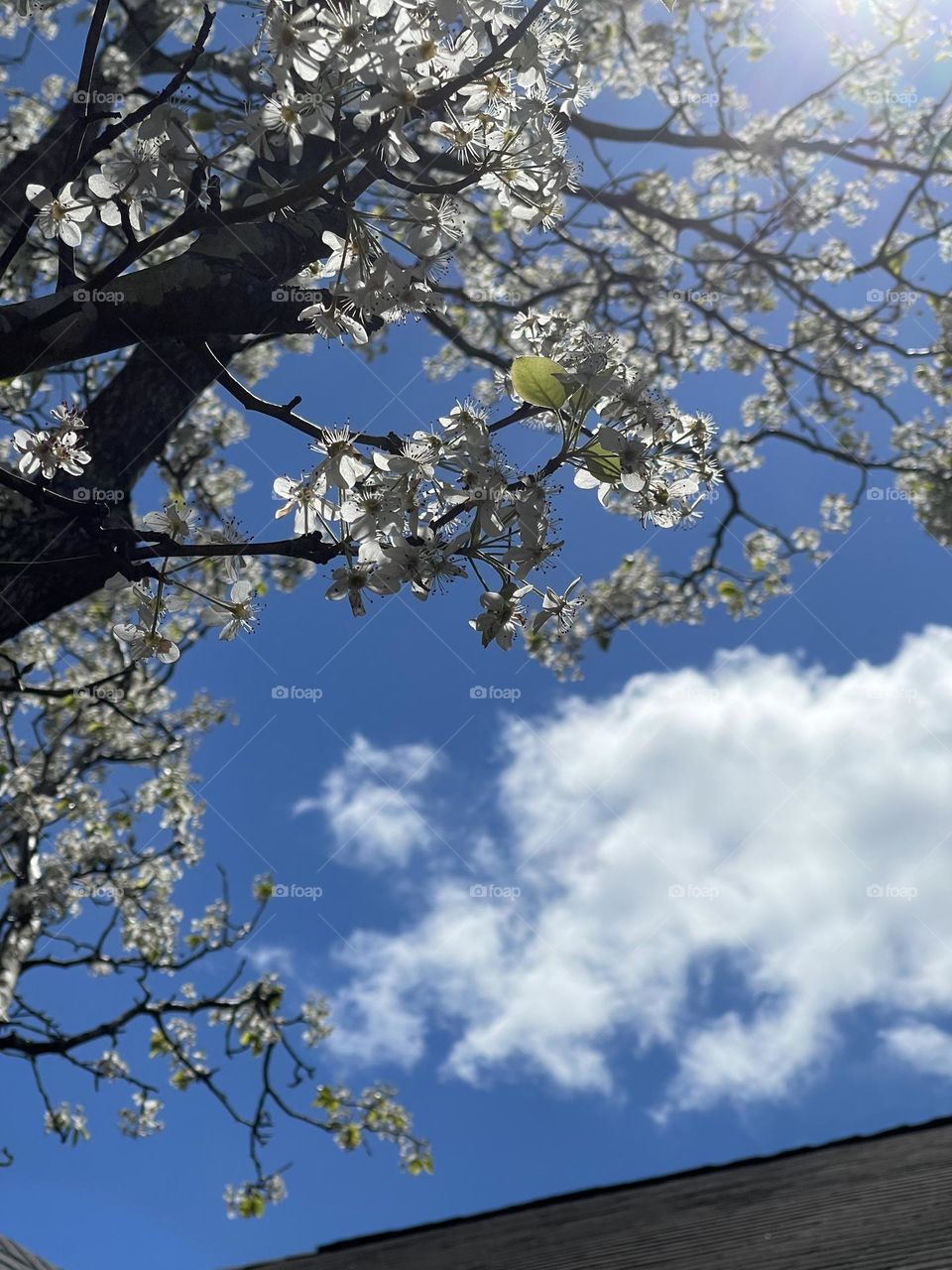 Beautiful White Blooms on Tree with Gorgeous blue sky and white Puffy Clouds as backdrop. 