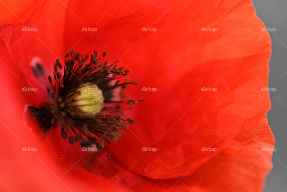 red poppy