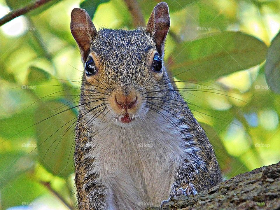 The glorious Mother Nature - Tree Squirrel