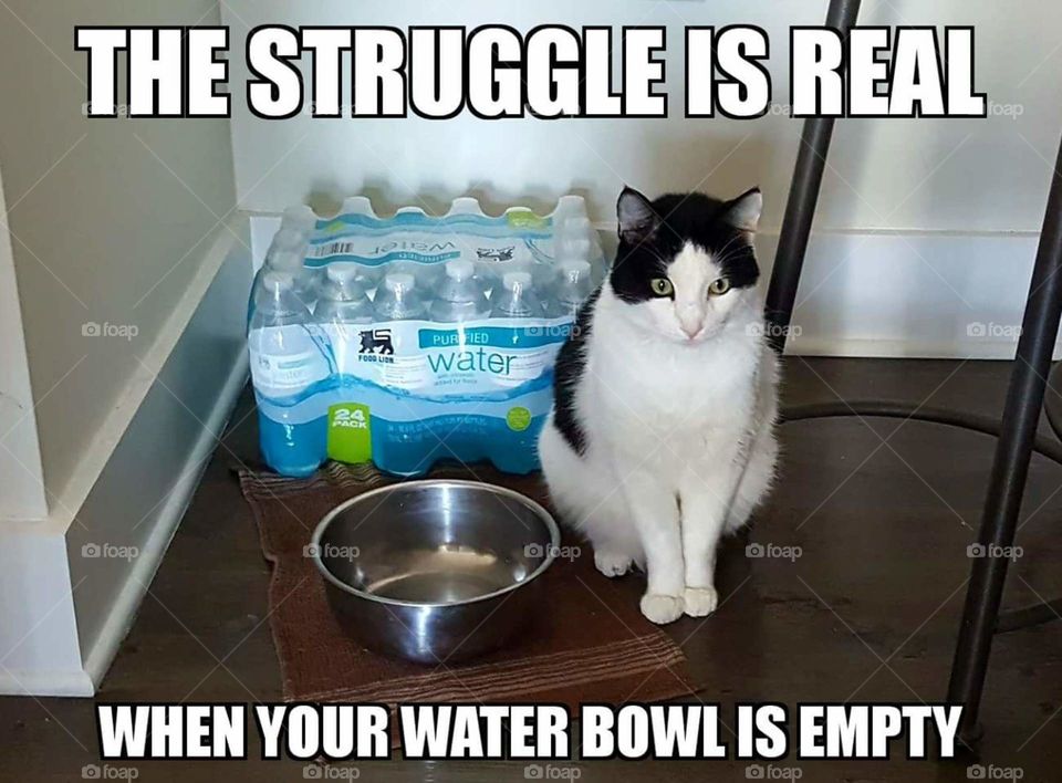 The struggle is real when your water bowl is empty and you are a cat