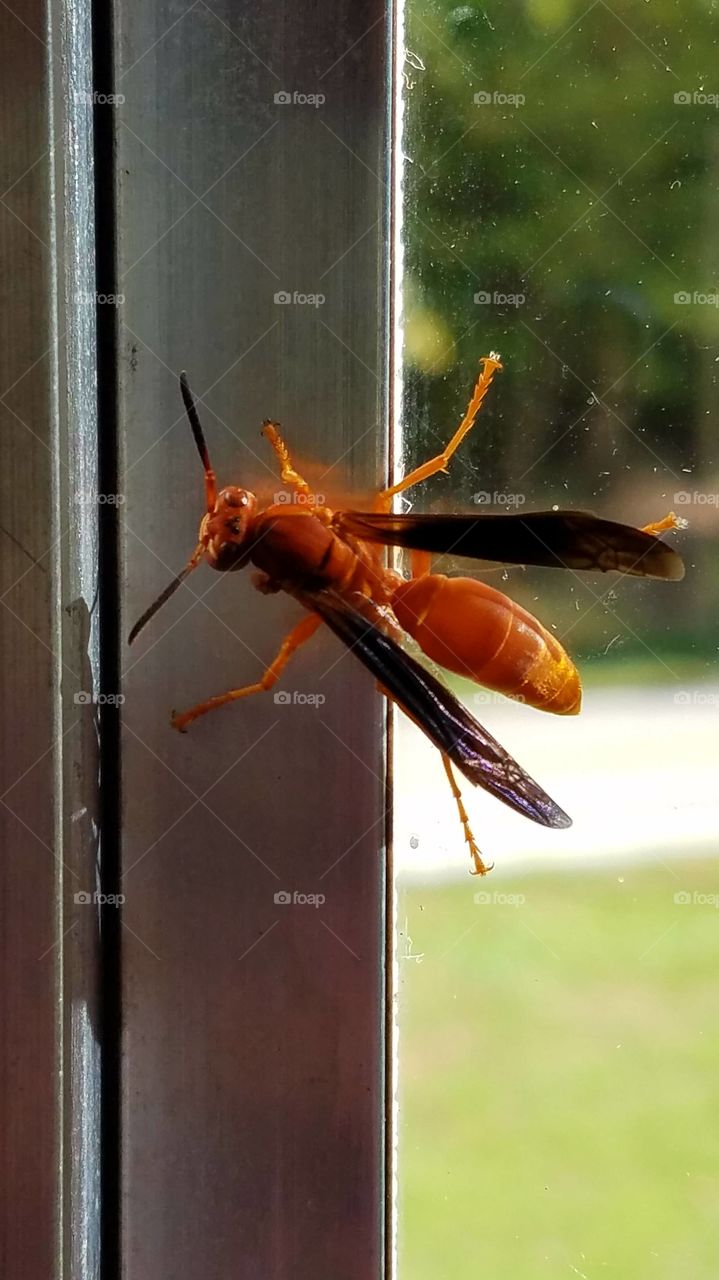 Close up Wasp