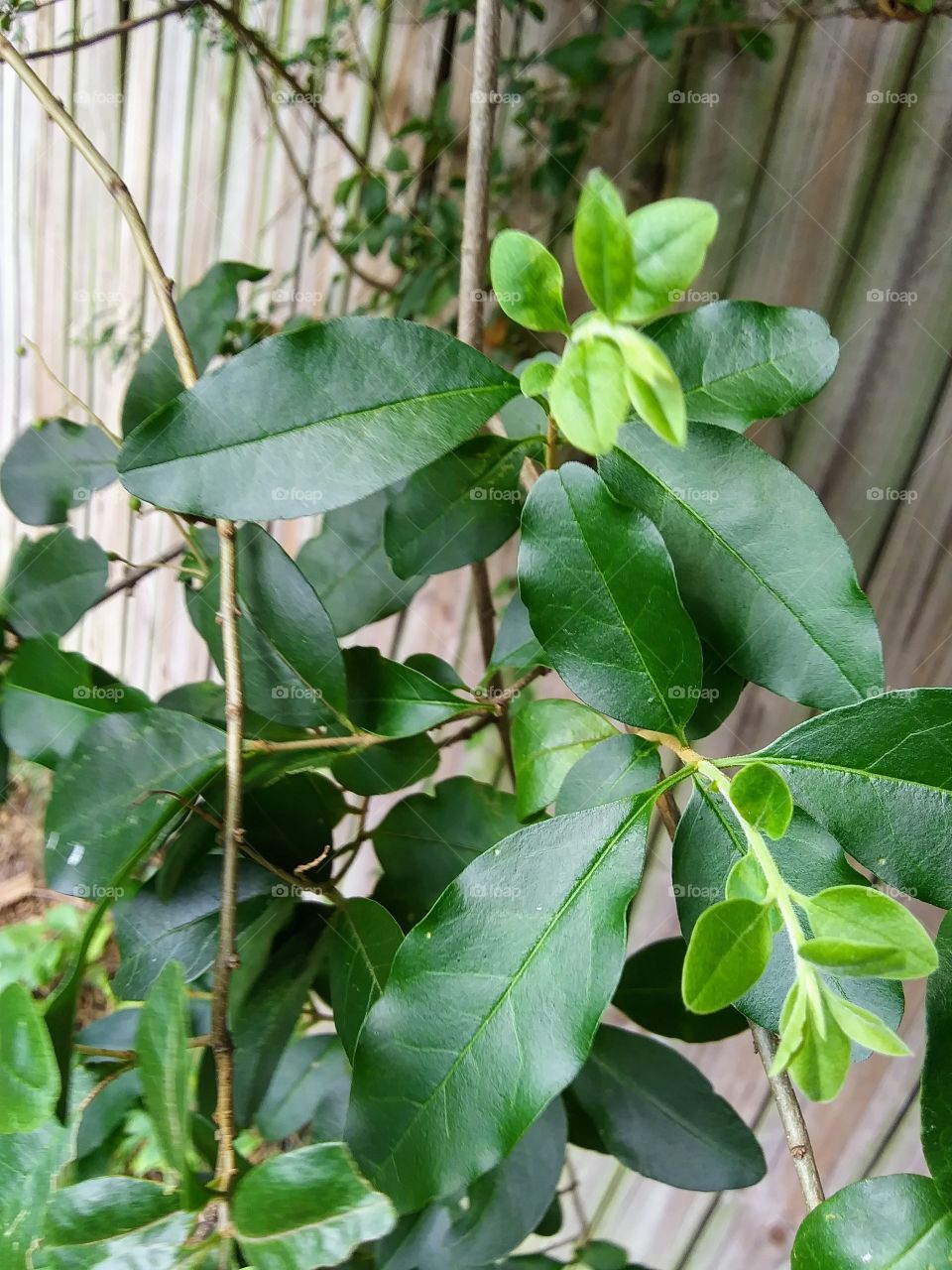 new growth on a tree branch