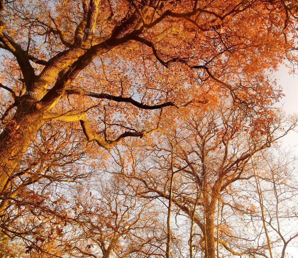 magical forest in Marchiennes North of France