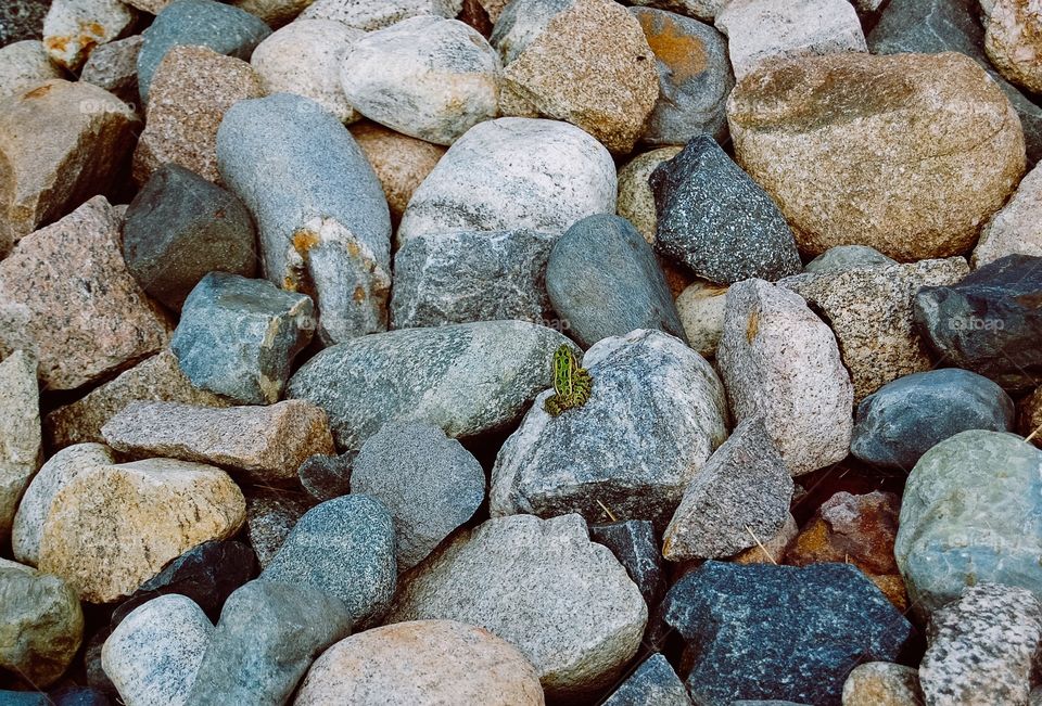 Frog on rocks 