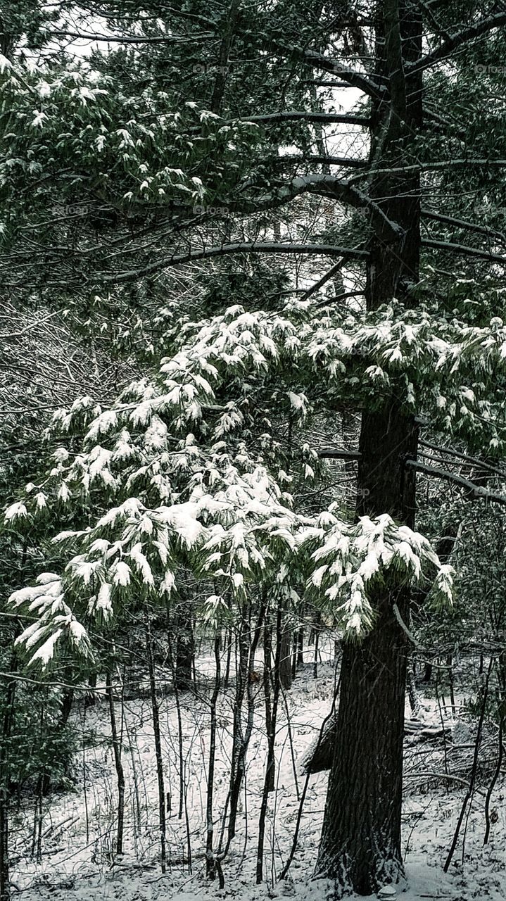 winter forest. snow covered trees