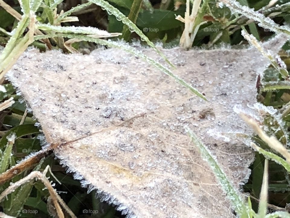 Leaf and grass on a chilly fall morning