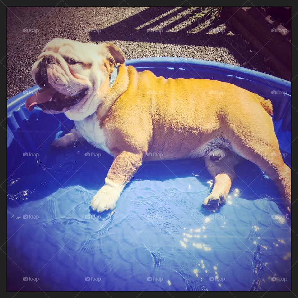 Bathing beauty Bull Dog 