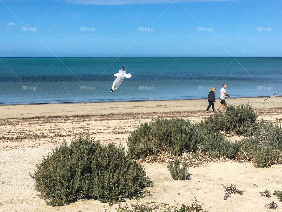 Senior couple walking along beach in south Australia coastline seagulls flying low in foreground