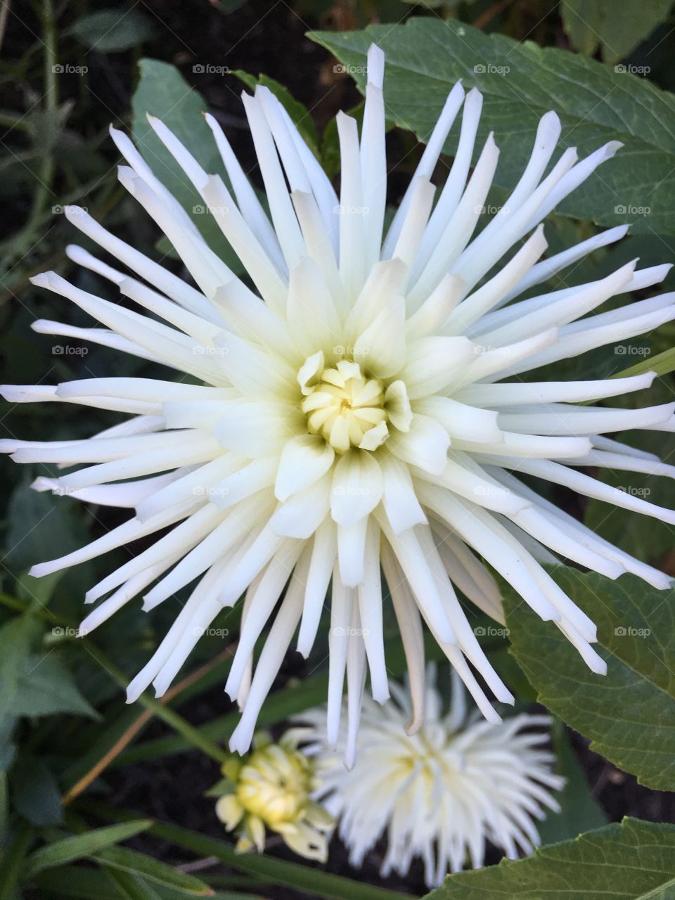 White chrysanthemums 