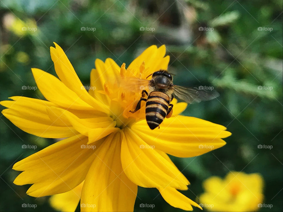 Yellow Mexican Aster with honey bee in Thailand