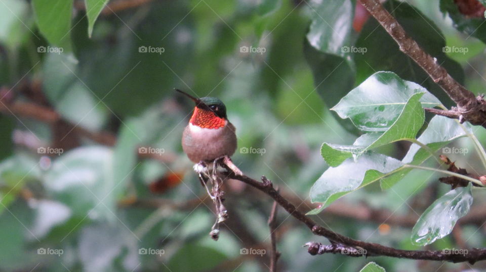 Ruby-throated hummingbird watching