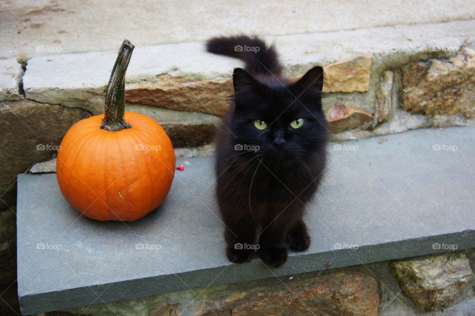 Close-up of cat and pumpkin