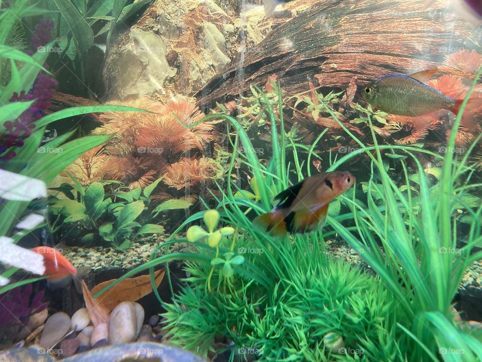 Red veil tail tetra fish