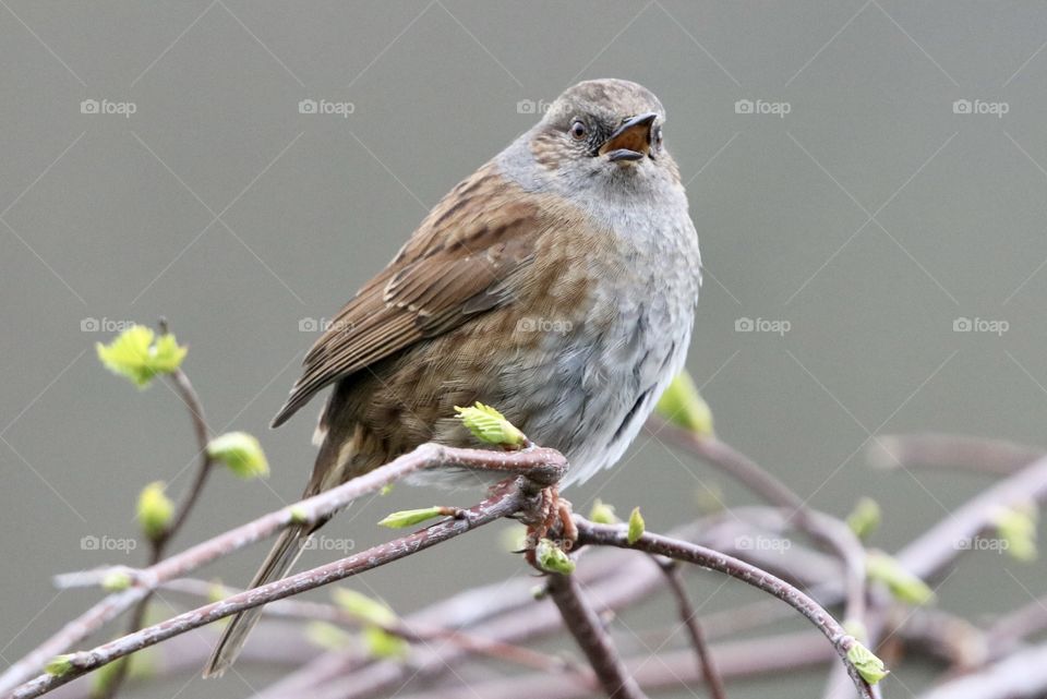 Dunnock