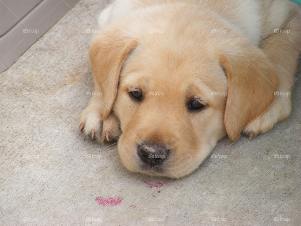Tired puppy taking a rest