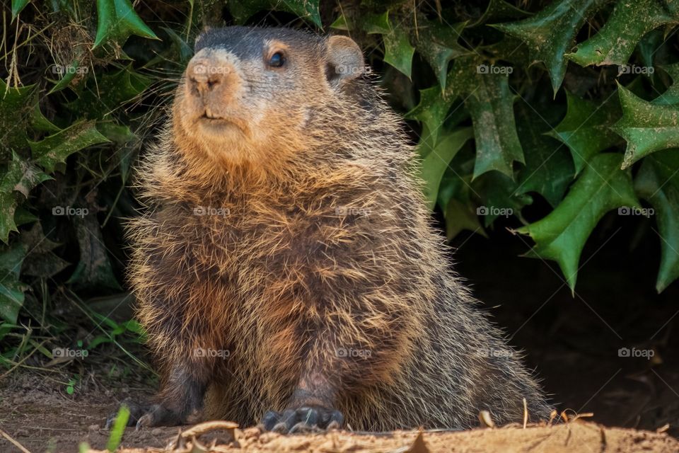A groundhog peeks out from the bushes. 