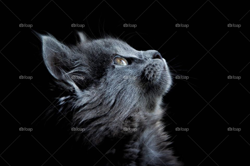 beautiful grey kitten portrait