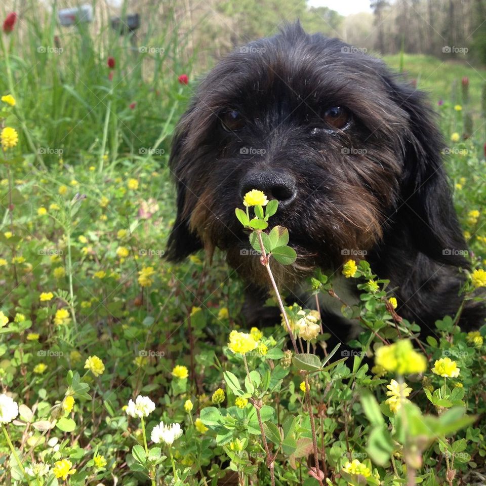 Zor flowering