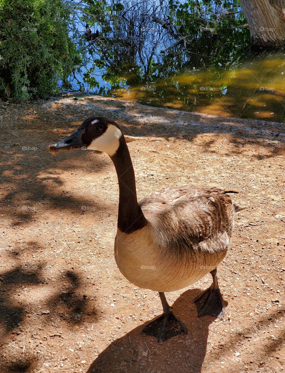 Canadian Goose with Food in Beak
