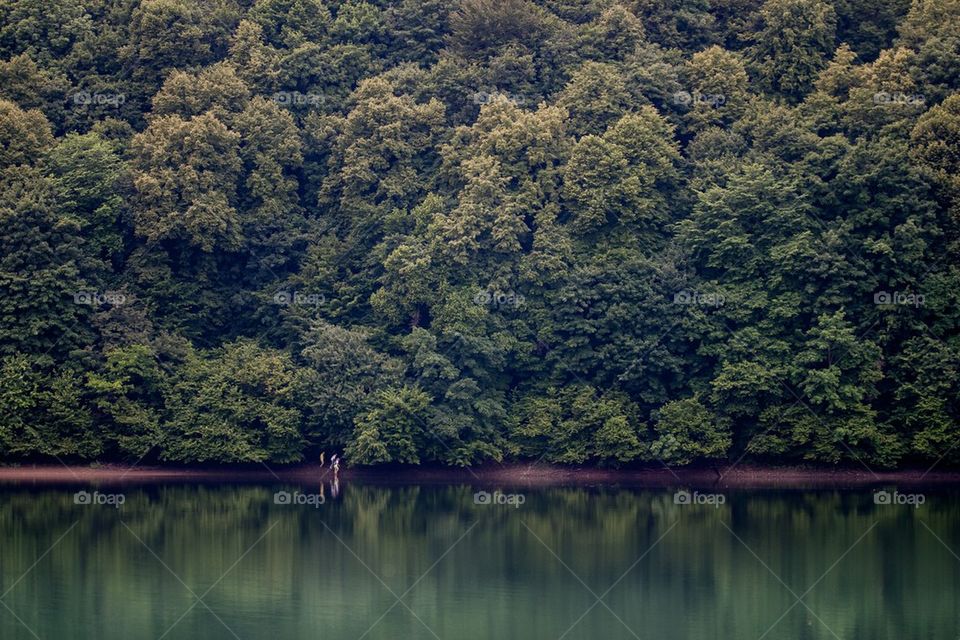 Forest over the lake shore