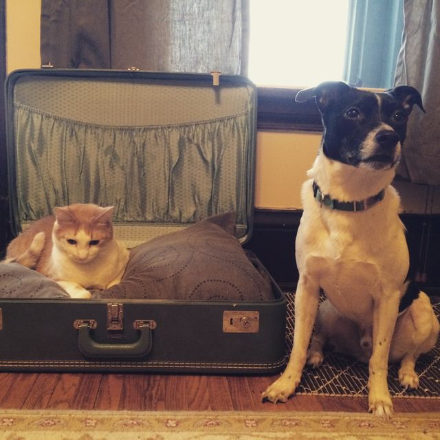 No room for you! . Orange tabby cat refuses to share his upcycled vintage suitcase bed with his dog brother