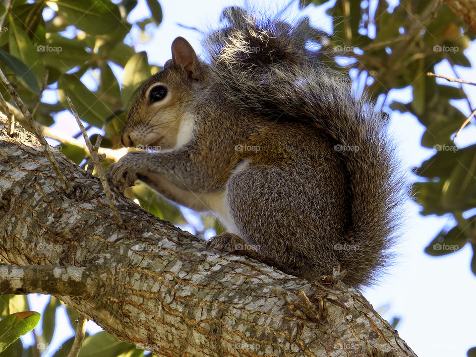 Profile of a Squirrel . Eastern Grey Squirrel in profile on tree with snack