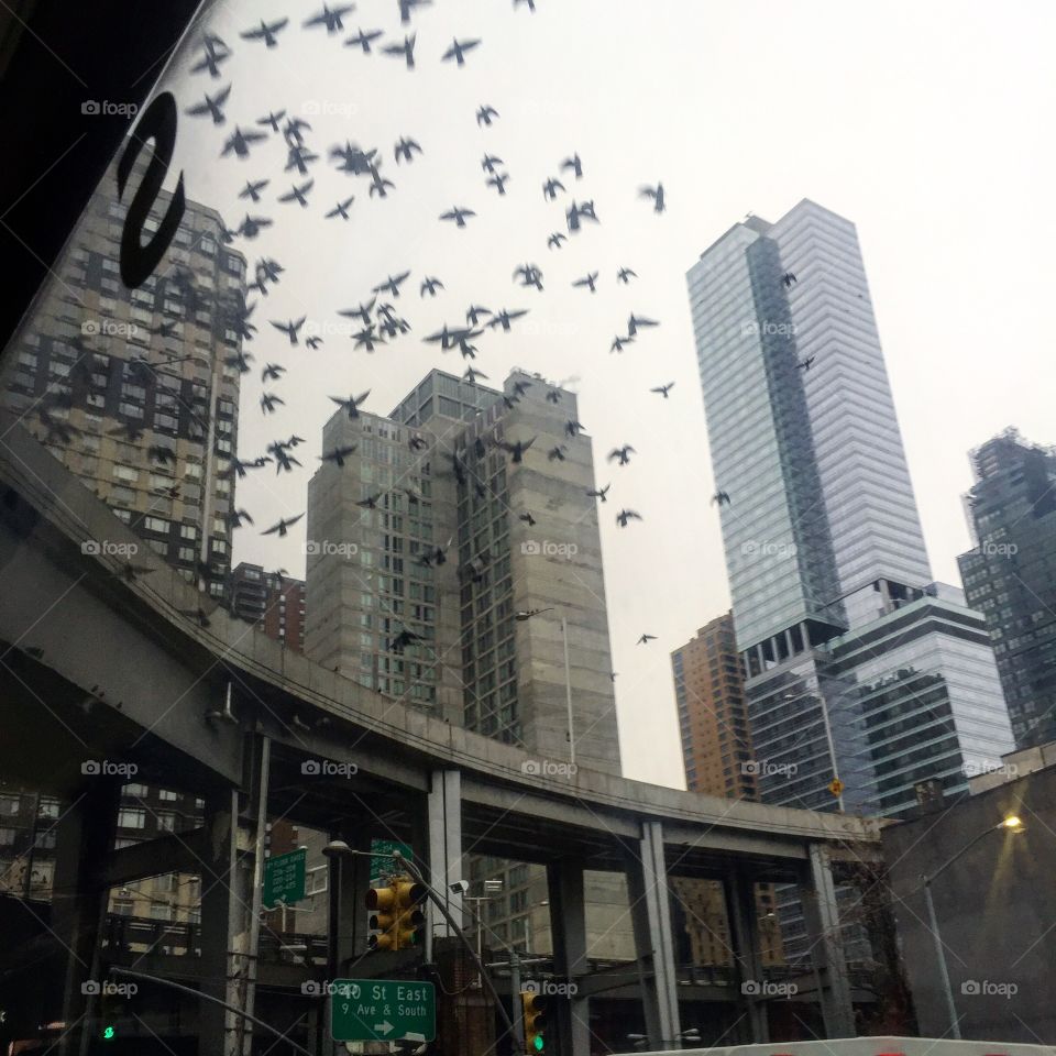 Moody view, birds caught in flight between city buildings 