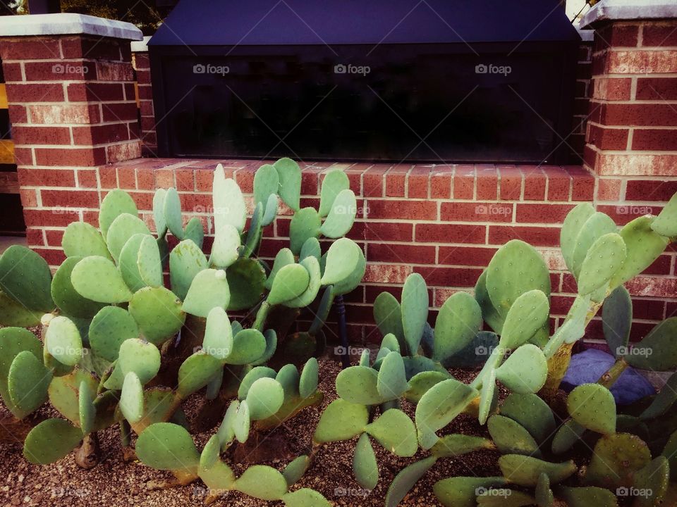 Cactus with no needles in front of a brick wall fireplace outside