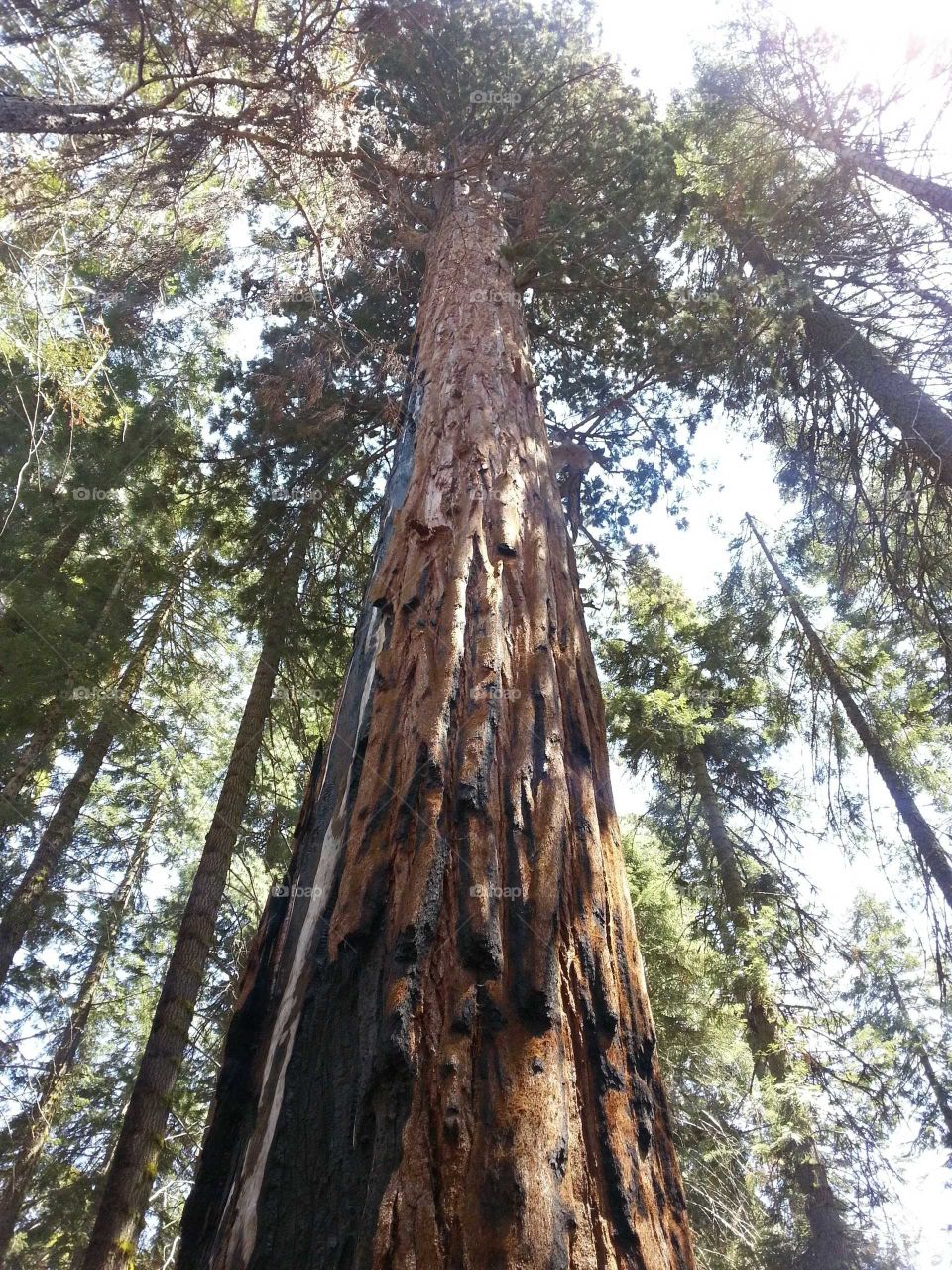 Sequoia National Forrest