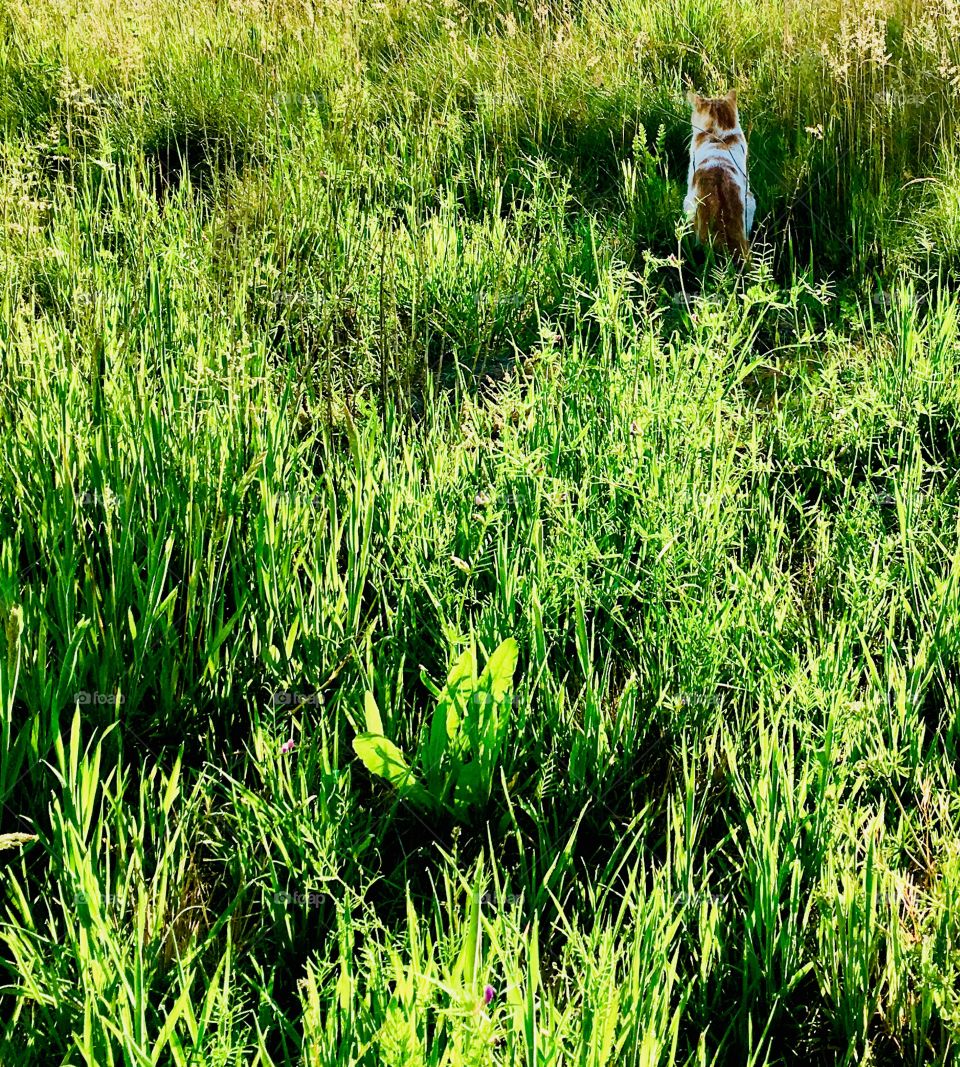 Cat in field 1