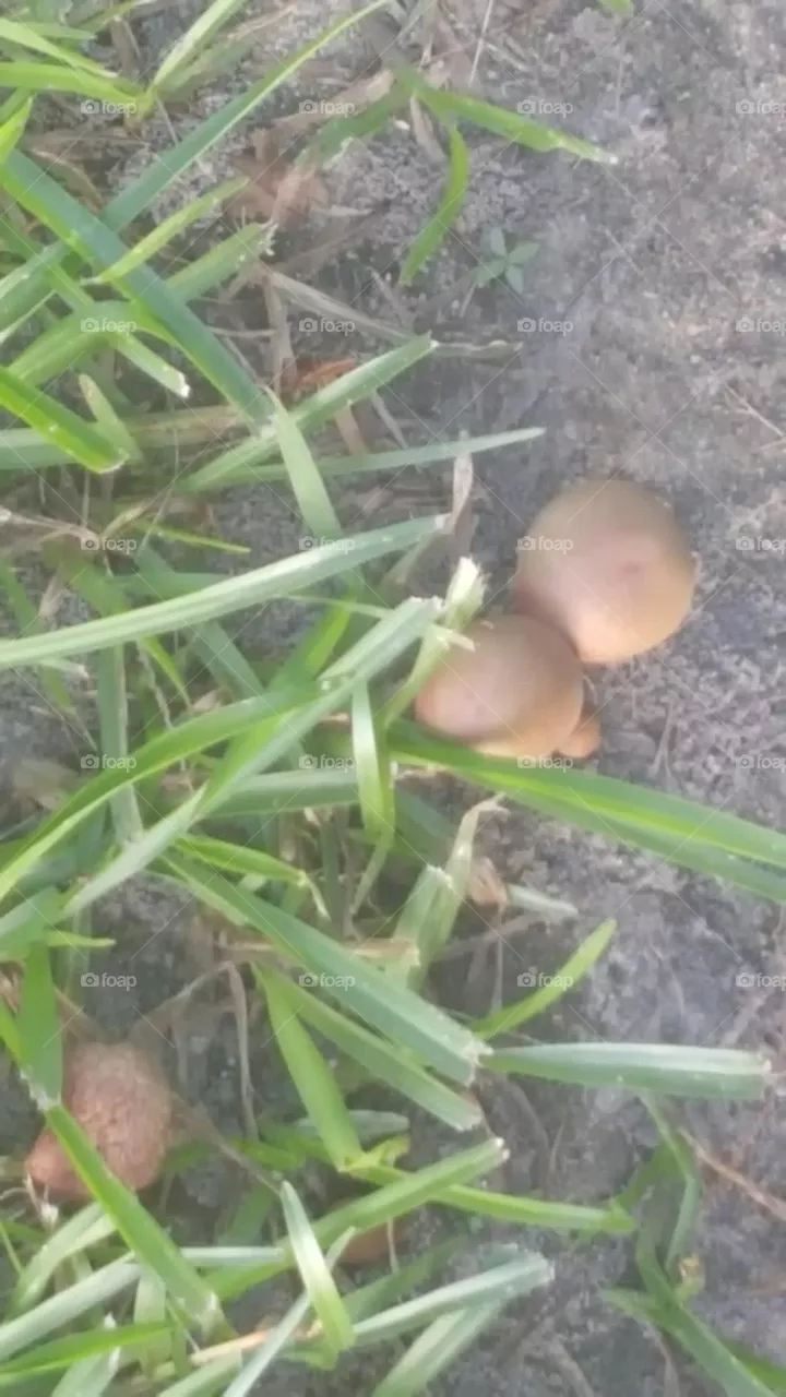 Brown mushrooms 