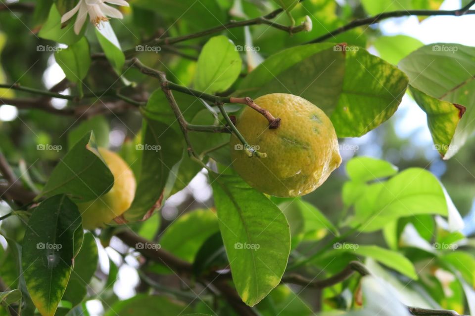 lemon tree