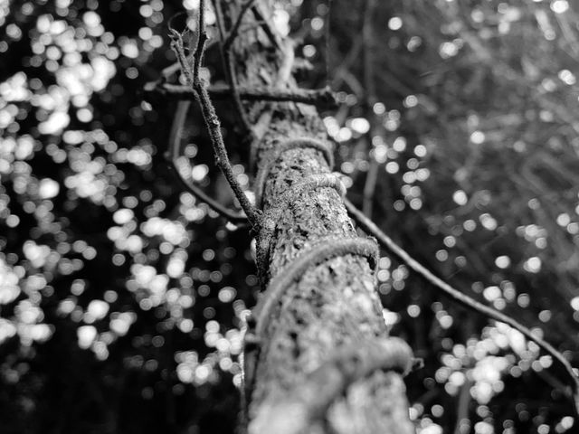 From the vine up