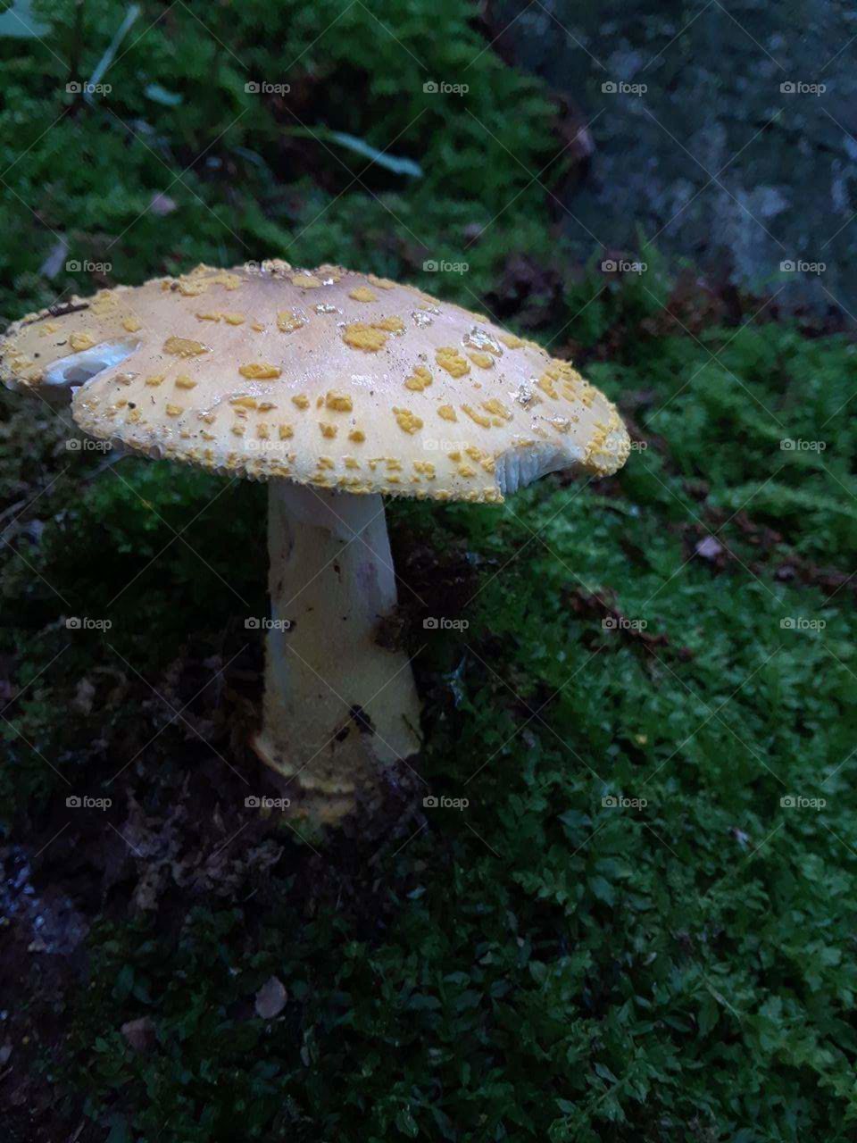 Mystical Mushroom
