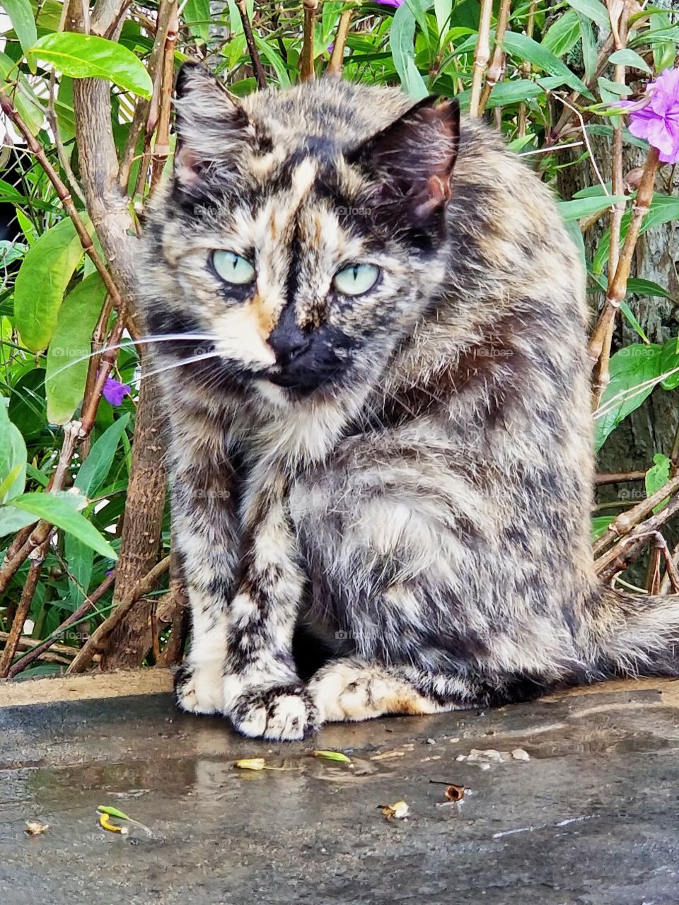 Mix of beautiful colors cat