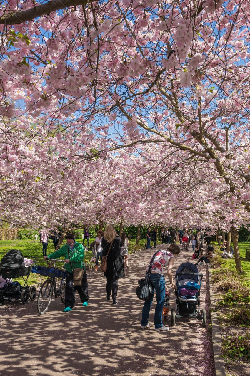 Pink park