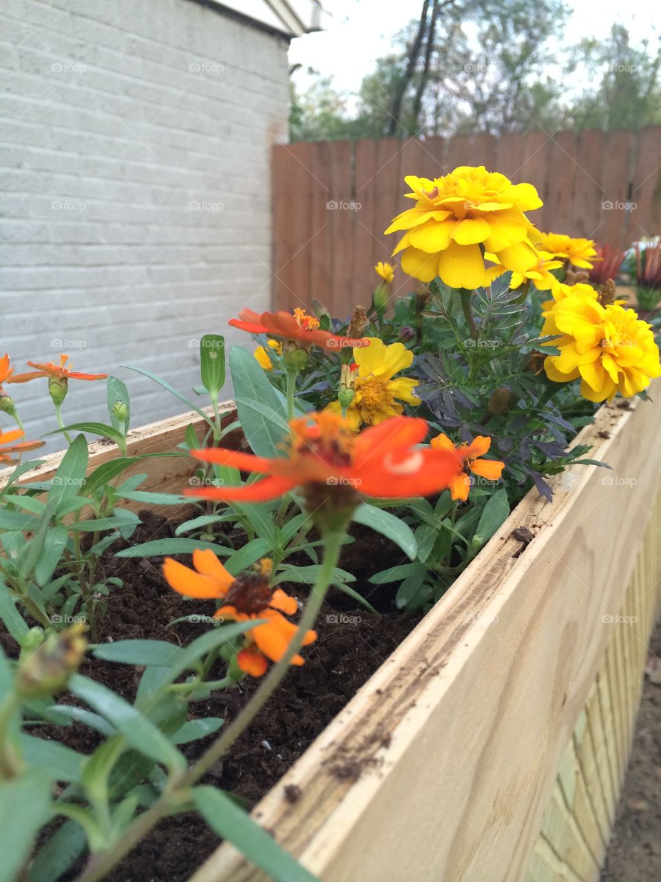 Marigolds on the Fence