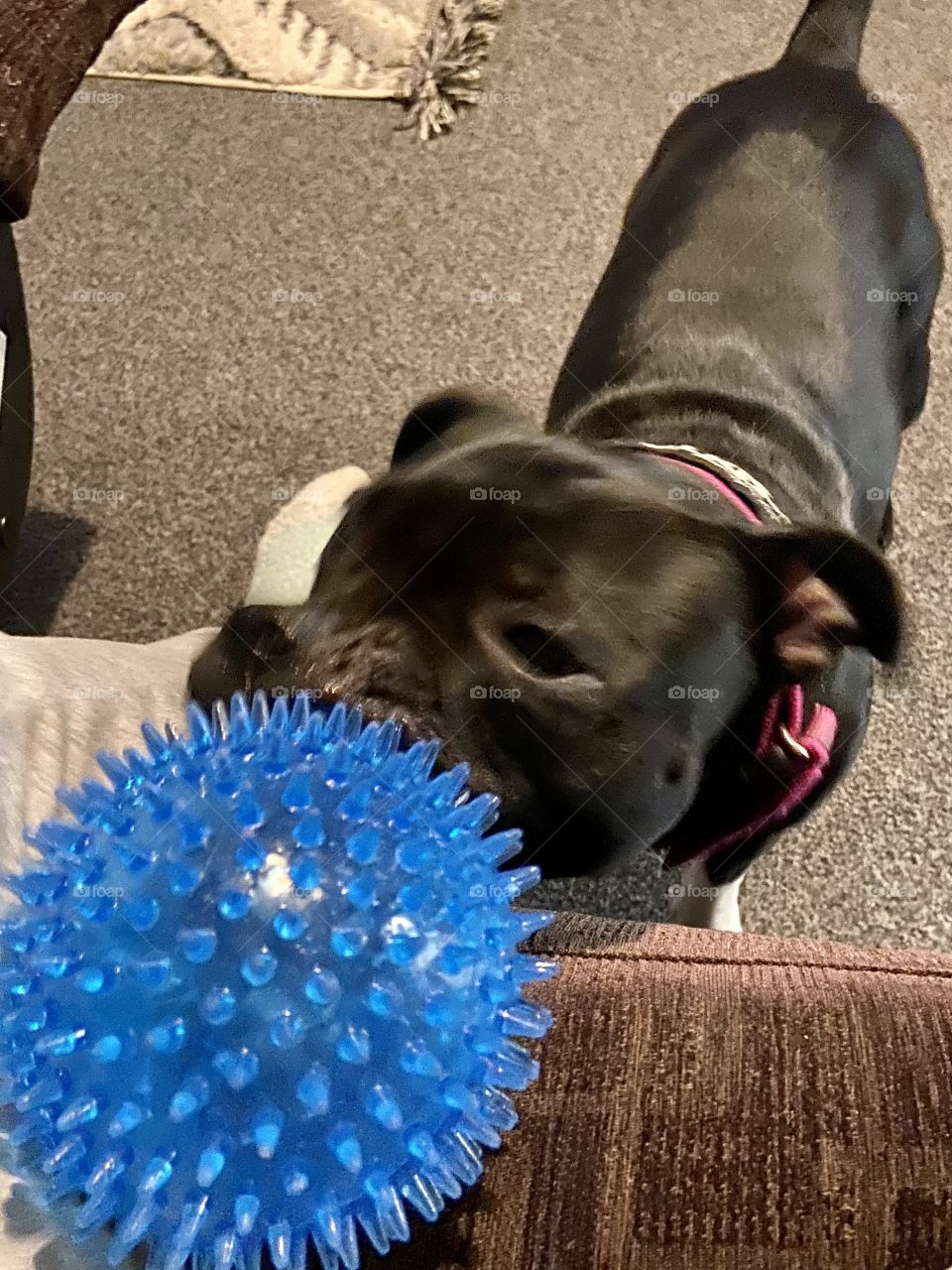 Bella the Staffie 🐶